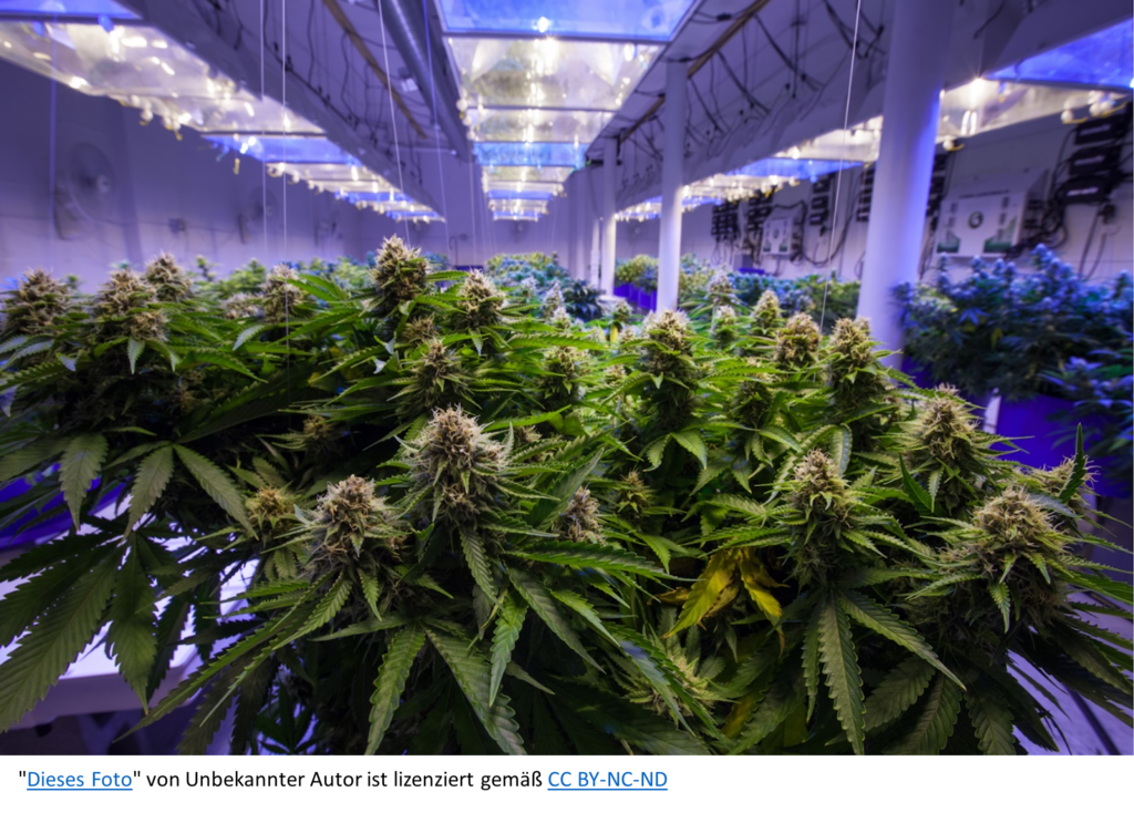 Ein Bild, das Cannabis Pflanzen, Decke, Grow-Lampen , im Haus enthält.