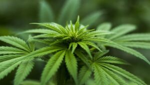 Schon gewusst.. Ein Bild, das weiblichen Hanf, Cannabis, Naturheilpflanze enthält.