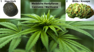 Ein Bild, das die weibliche Naturheilpflanze Hanf, Cannabis, Bild 2 mit einer Knospe und Bild 3 ein Stück Haschisch enthält.