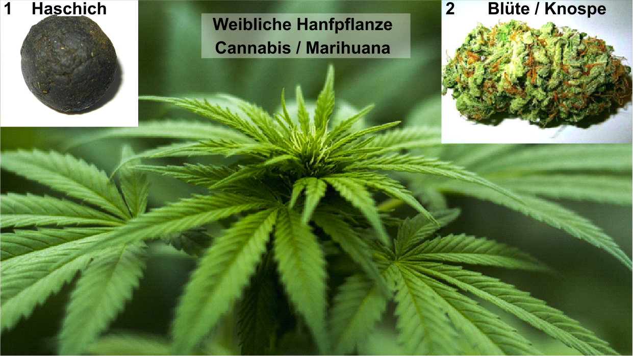 Ein Bild, das die weibliche Naturheilpflanze Hanf, Cannabis, Bild 2 mit einer Knospe und Bild 3 ein Stück Haschisch enthält.